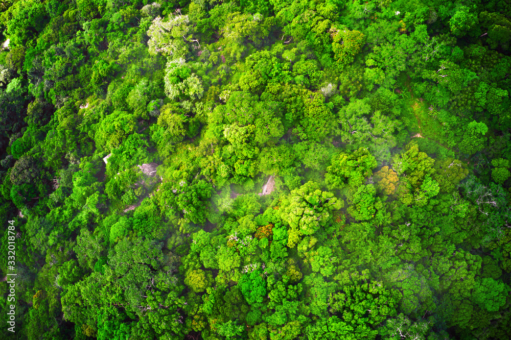 jungle and mist aerial view