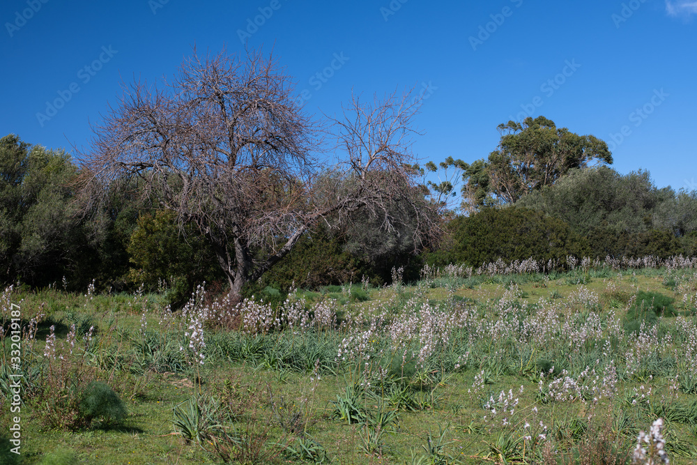 A field of Asphodelus flowers in blossom, in the Corsican Countryside A field of Asphodelus flowers in blossom, in the Corsican Countryside