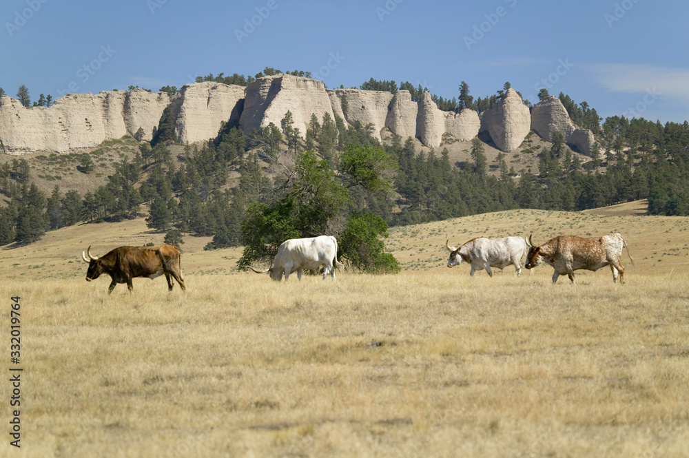 Fototapeta premium Texas Longhorn cattle grazing on land adjoining historic Fort Robinson, Nebraska