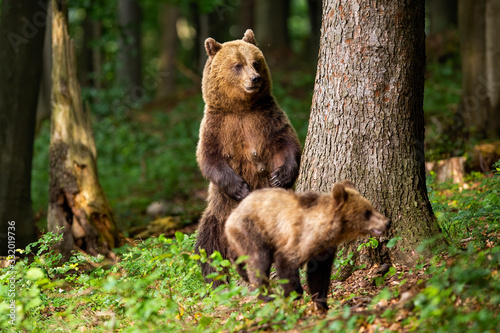 Aggressive brown bear, ursus arctos, mother standing on rear legs and protecting its cub in summer forest with copy space. Adult female mammal guarding her young offspring in nature