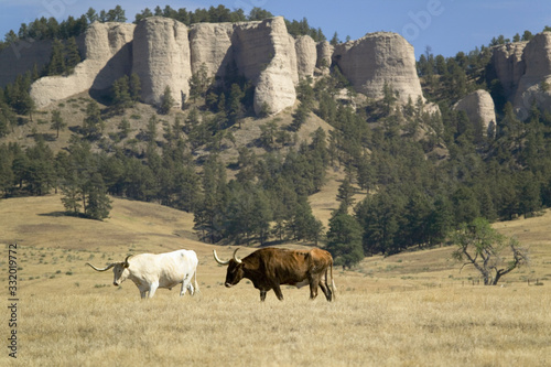 Fotografie Texas Longhorn cattle grazing on land adjoining historic Fort Robinson, Nebraska