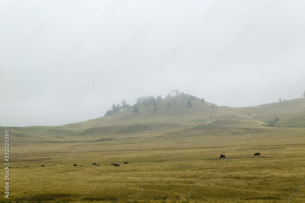 Φωτογραφία Cattle grazing in fog, near Buffalo Gap, north of Hot Springs, South Dakota