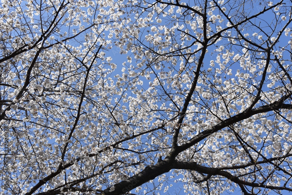 Cherry blossoms in full bloom / Cherry blossoms have been loved by Japanese people for a long time, and they bloom all over Japan since the middle of March, giving people the joy of spring. Cherry blossoms in full bloom / Cherry blossoms have been loved by Japanese people for a long time, and they bloom all over Japan since the middle of March, giving people the joy of spring.