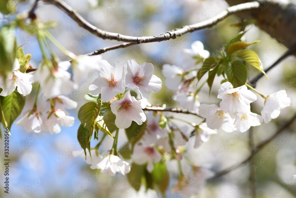 Cherry blossoms in full bloom / Cherry blossoms have been loved by Japanese people for a long time, and they bloom all over Japan since the middle of March, giving people the joy of spring.