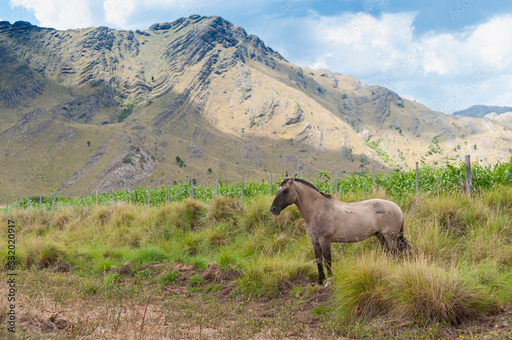 Fototapeta premium caballos salvajes libres por las praderas y montañas juntos en manada y con sus crias