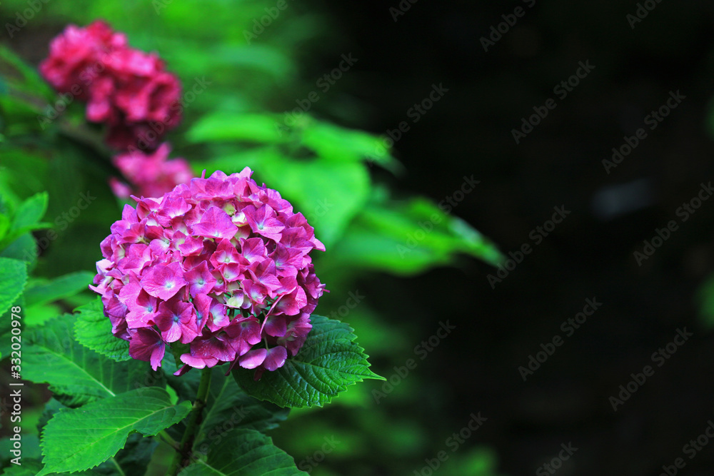 Landscape of hydrangea blooming on a path in Kamakura, Japan Landscape of hydrangea blooming on a path in Kamakura, Japan