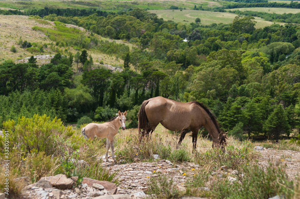 caballos salvajes libres por las praderas y montañas juntos en manada y con sus crias caballos salvajes libres por las praderas y montañas juntos en manada y con sus crias