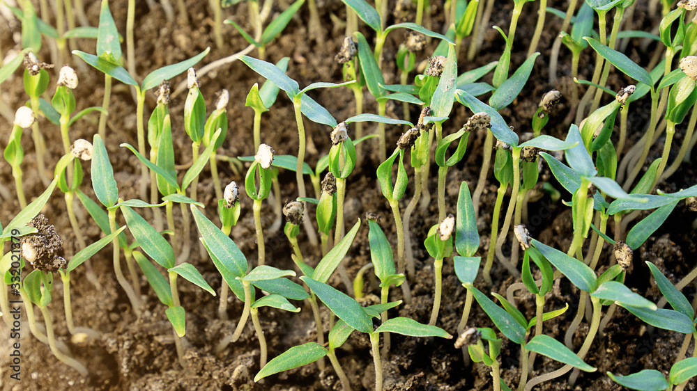 Small pepper seedlings are grown from seeds. Green young plants of paprika. Greenhouse seedlings. Agricultural land, horticulture, organic ecological environment. Countryside, farm concept