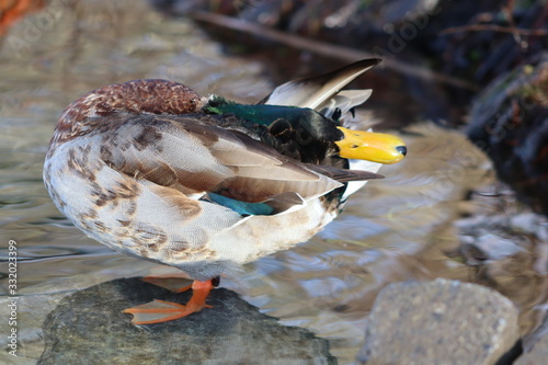 canard colvert