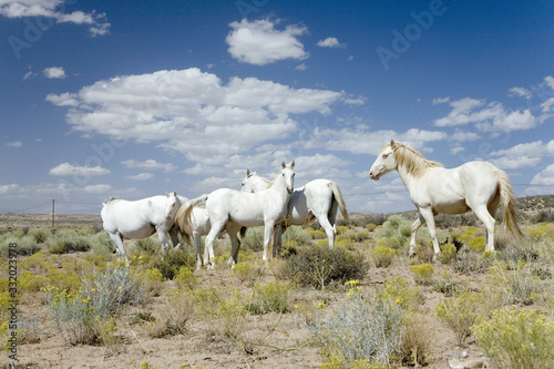 Fototapeta Naklejka Na Ścianę i Meble -  Family of five white horses in desert area on Route 162 between Montezuma Creek and Aneth, Utah