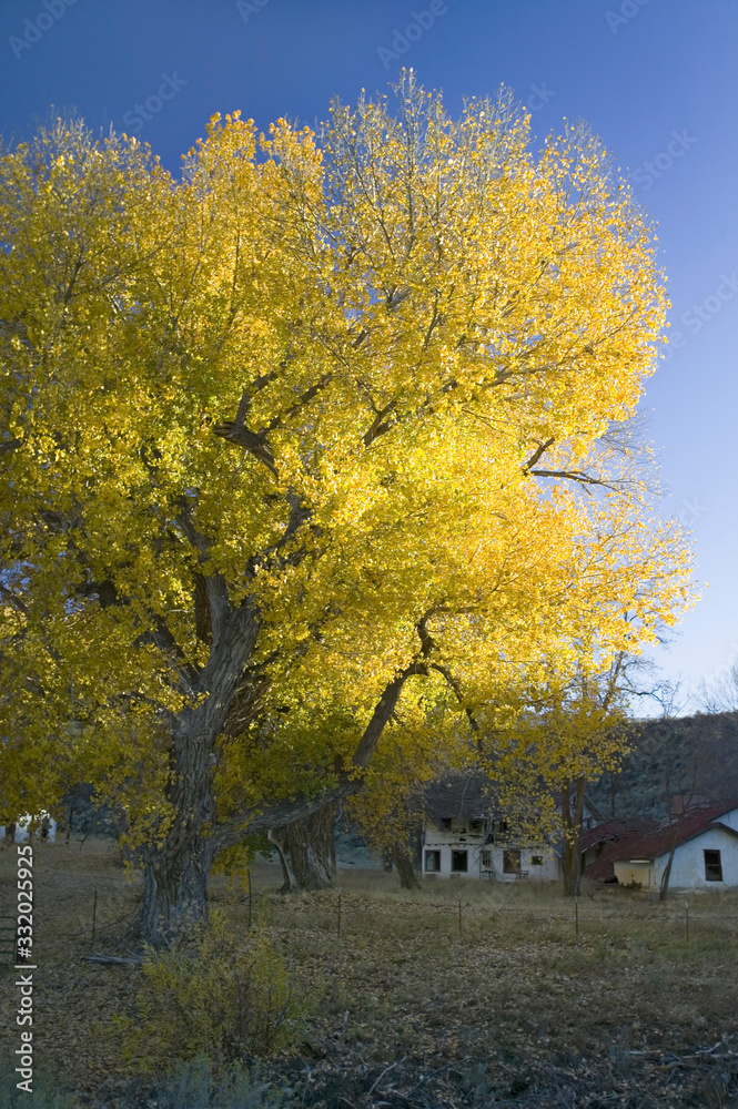 Deserted house and golden cottonwood off Lockwood Valley Road and highway 33, California