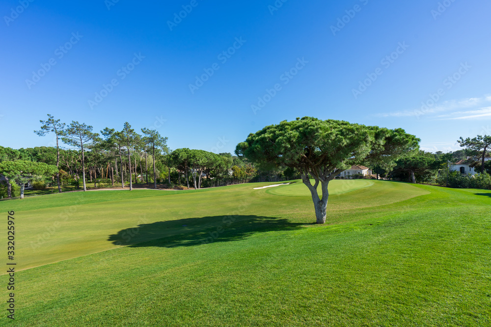 Beautiful, empty golf course with blue sky and green grass with tree Beautiful, empty golf course with blue sky and green grass with tree