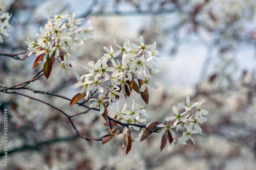 Amelanchier lamarckii deciduous flowering shrub, group of white flowers on branches in bloom