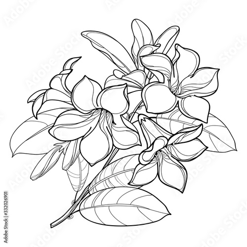 Branch of outline tropical Allamanda cathartica or trumpet flower bunch, bud and leaf in black isolated on white background.