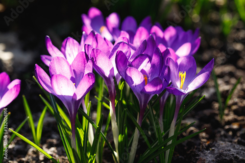 Beautiful purple crocuses blooming in spring