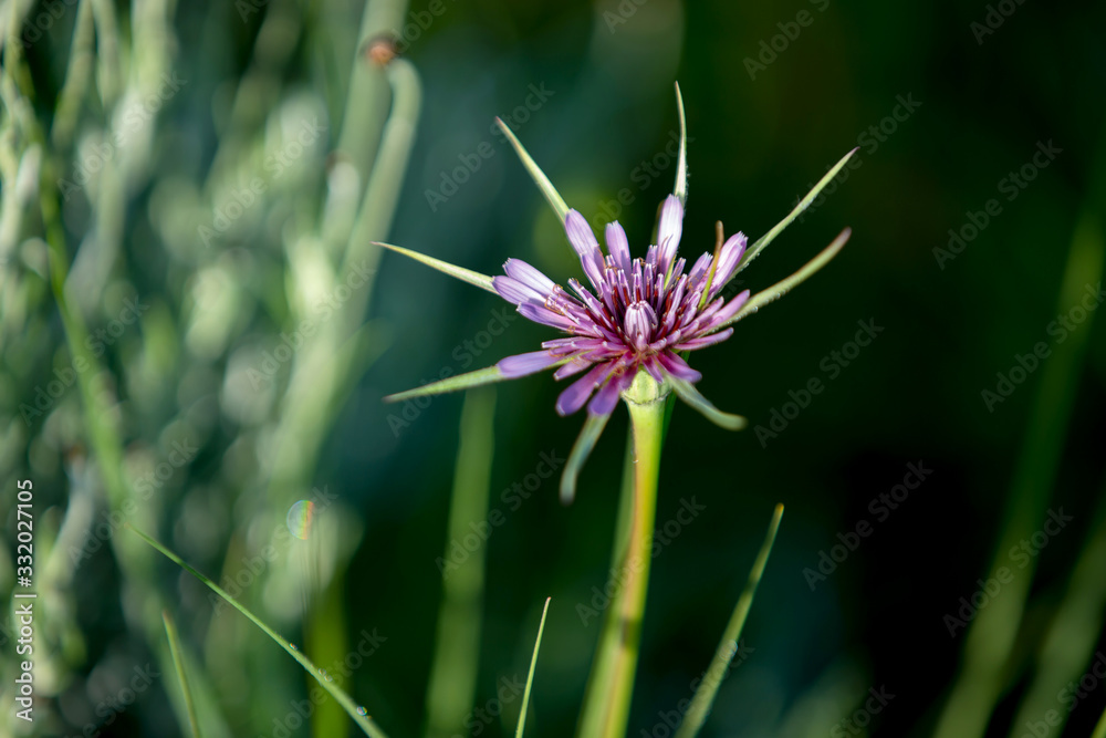 Purple salsify (Tragopogon porrifolius) on the xerothermic grassland in Cyprus.