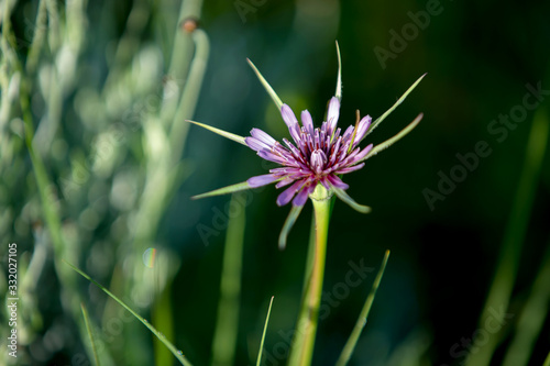 Obraz na płótnie Purple salsify (Tragopogon porrifolius) on the xerothermic grassland in Cyprus. w salonie