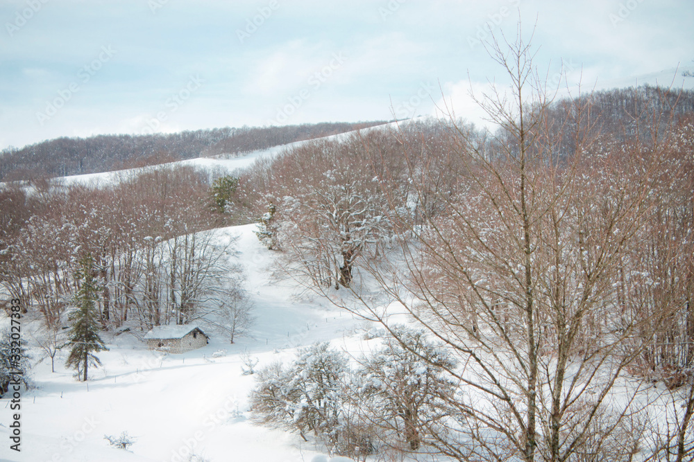 winter in the snowy forest winter in the snowy forest