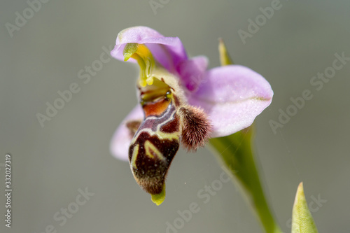 The bee-orchid (Ophrys lapethica) on xerothermic grassland in Cyprus photo