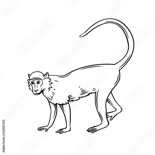 Monkey macaque icon