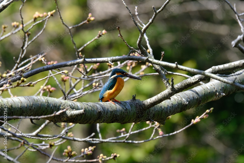 kingfisher on branch kingfisher on branch