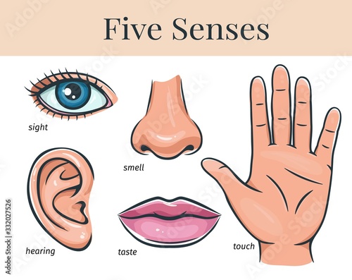 Five human senses