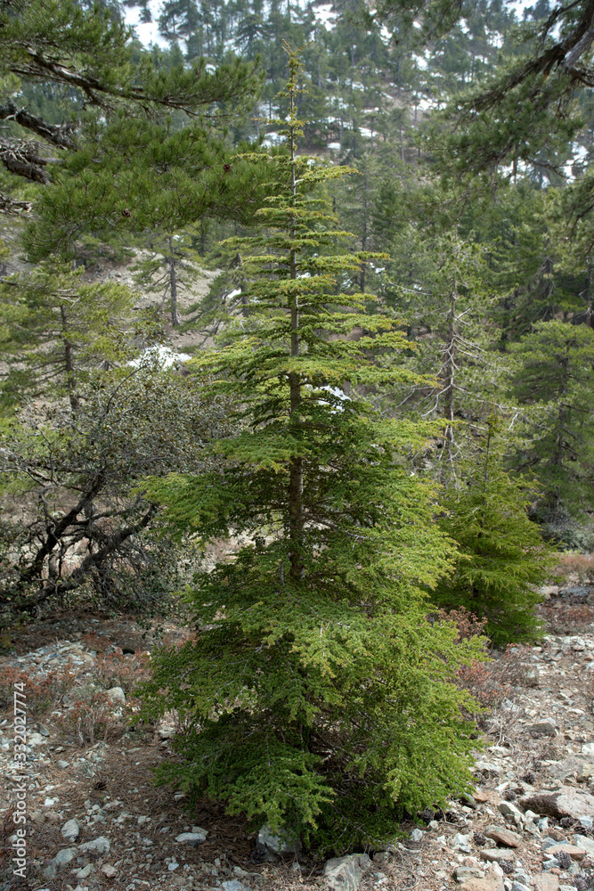 Fototapeta premium The cyprus cedar in the Cedar Valley in Cyprus