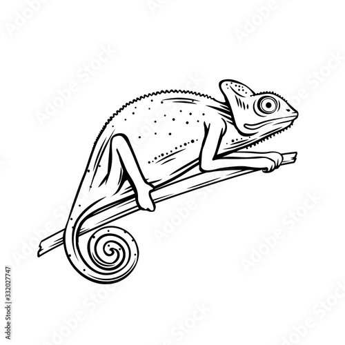 Chameleon outline icon