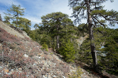 The cyprus cedar in the Cedar Valley in Cyprus