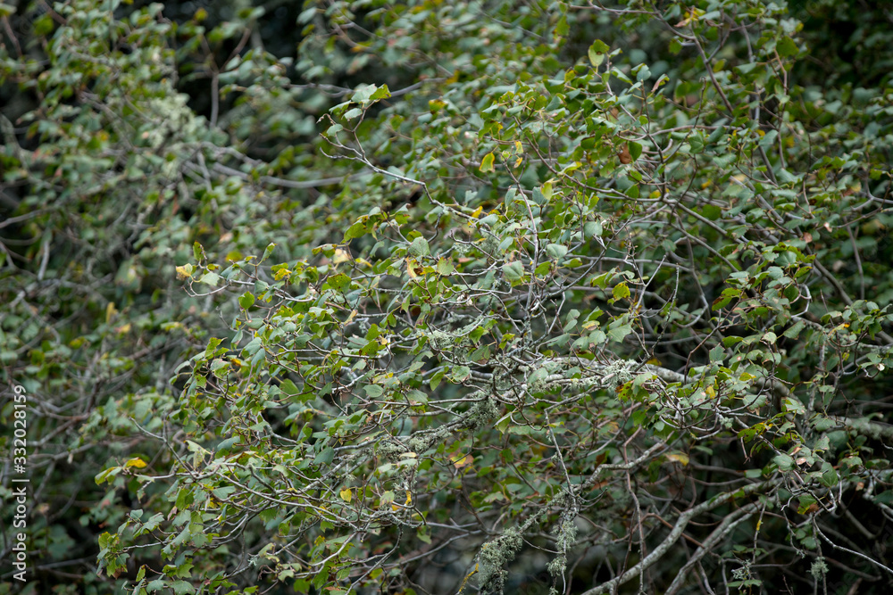 Cedrus brevifolia in the Troodos mountains (in the Cedar Valley)