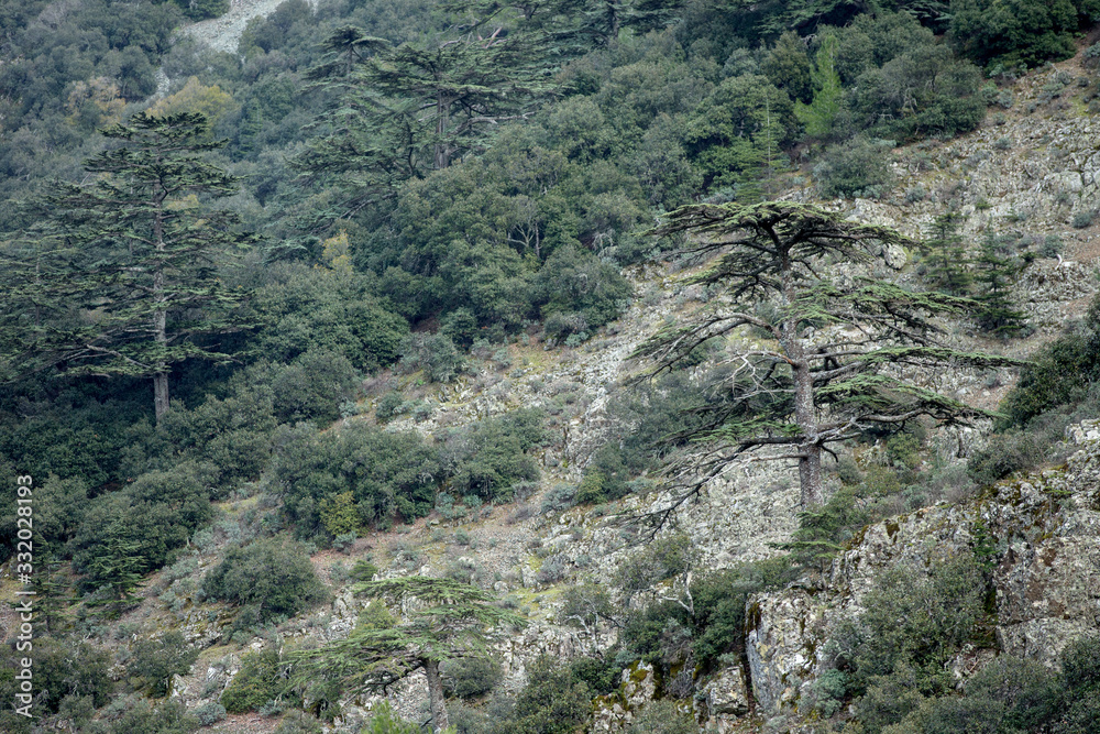 Cedrus brevifolia in the Troodos mountains (in the Cedar Valley)