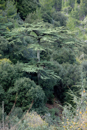 Cedrus brevifolia in the Troodos mountains (in the Cedar Valley)