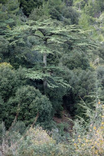 Cedrus brevifolia in the Troodos mountains (in the Cedar Valley)