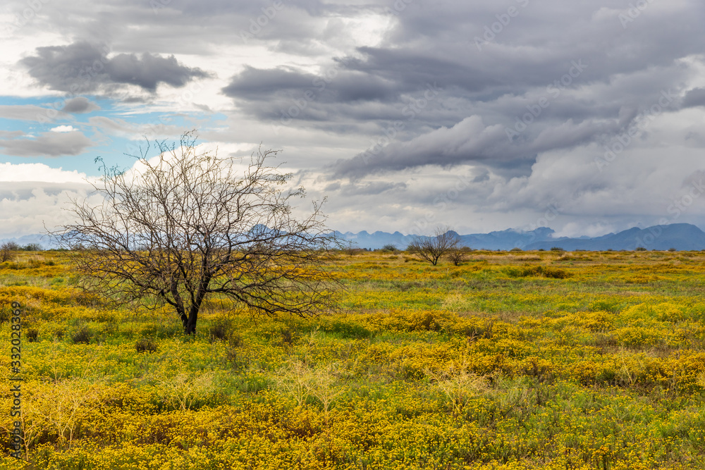 Barren tree in field of yellow flowers, in Arizona's Sonoran desert west of Phoenix. Storm clouds overhead. 