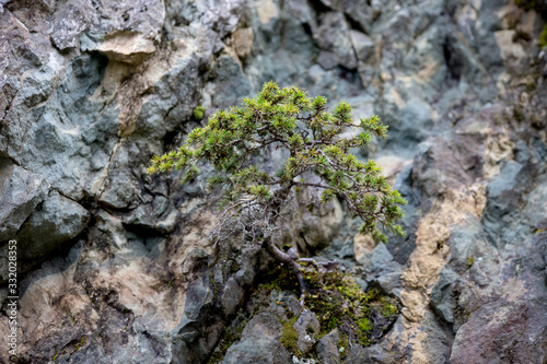 Obraz na płótnie Cedrus brevifolia in the Troodos mountains (in the Cedar Valley) w salonie