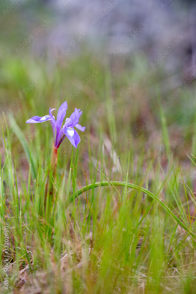 Moraea sisyrinchium (Gynandiris sisyrinchium) on xerothermic grassland in Cyprus