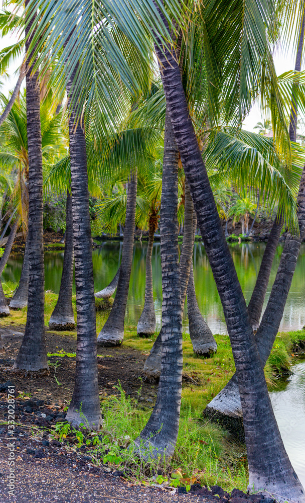 Palm trunks in front of pond in Hawaii Palm trunks in front of pond in Hawaii