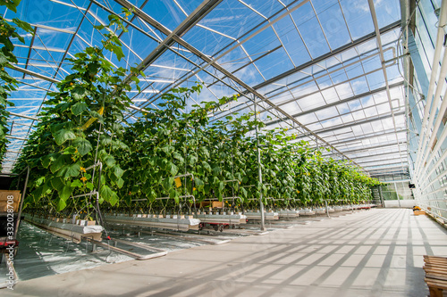 Canvas Print Big perspective view of growing cucumbers in a big greenhouse