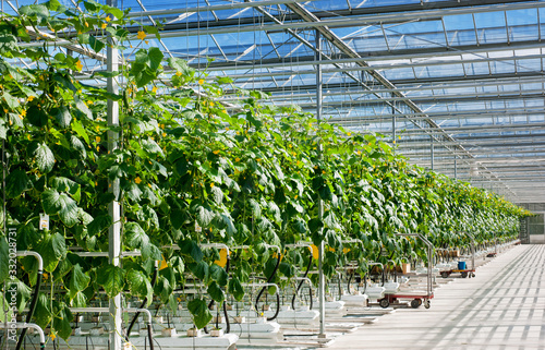 Fotografía perspective view of growing cucumbers in a big greenhouse