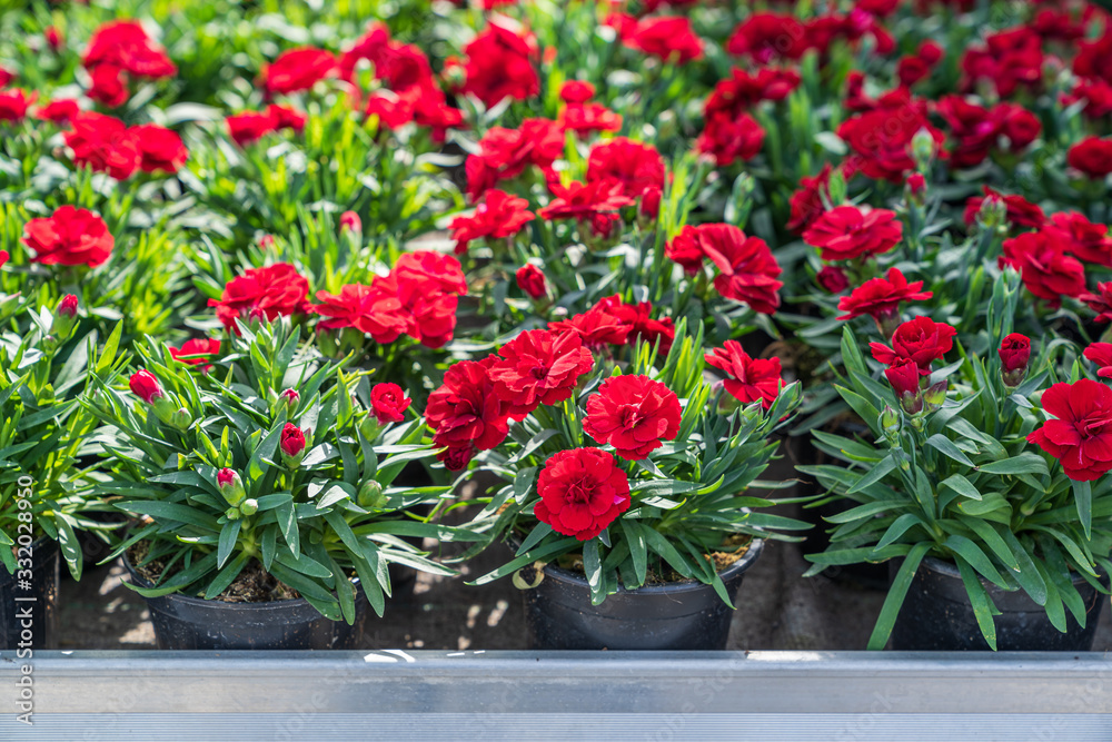 Naklejka premium Spring flowers on the table in the garden center