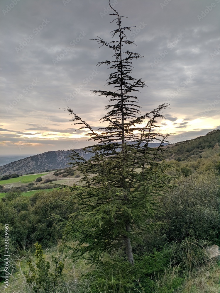 Obraz premium tree in the mountains