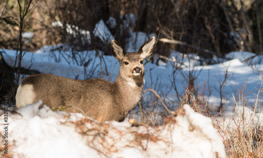 Mule Deer Fawn in the Woods Mule Deer Fawn in the Woods