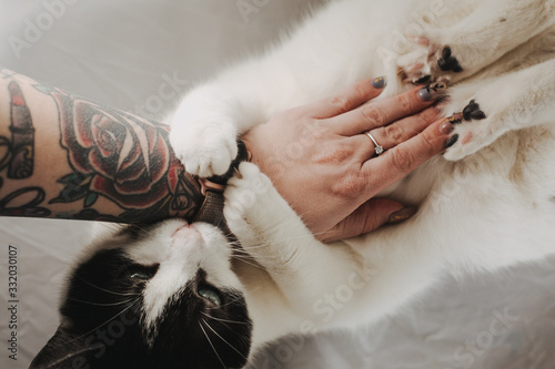 cat2 photo