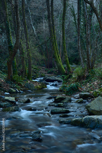 Arroyo en el bosque al atardecer