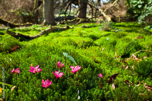 Fototapeta Naklejka Na Ścianę i Meble -  Forest moss Scotland