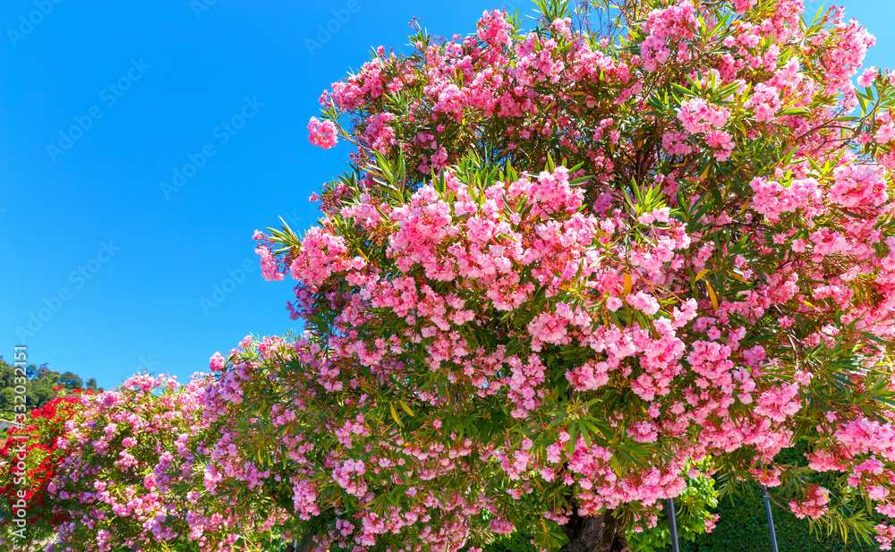 Blooming trees on central alley in town Bellagio , bank of lake Como in Italy. Beautiful spring seasonal scenery. Beautiful Pink flowers, trees in blossom.