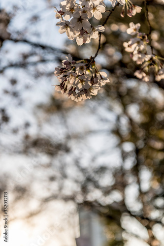 東京都千代田区九段の夕暮れ時に咲く桜 photo