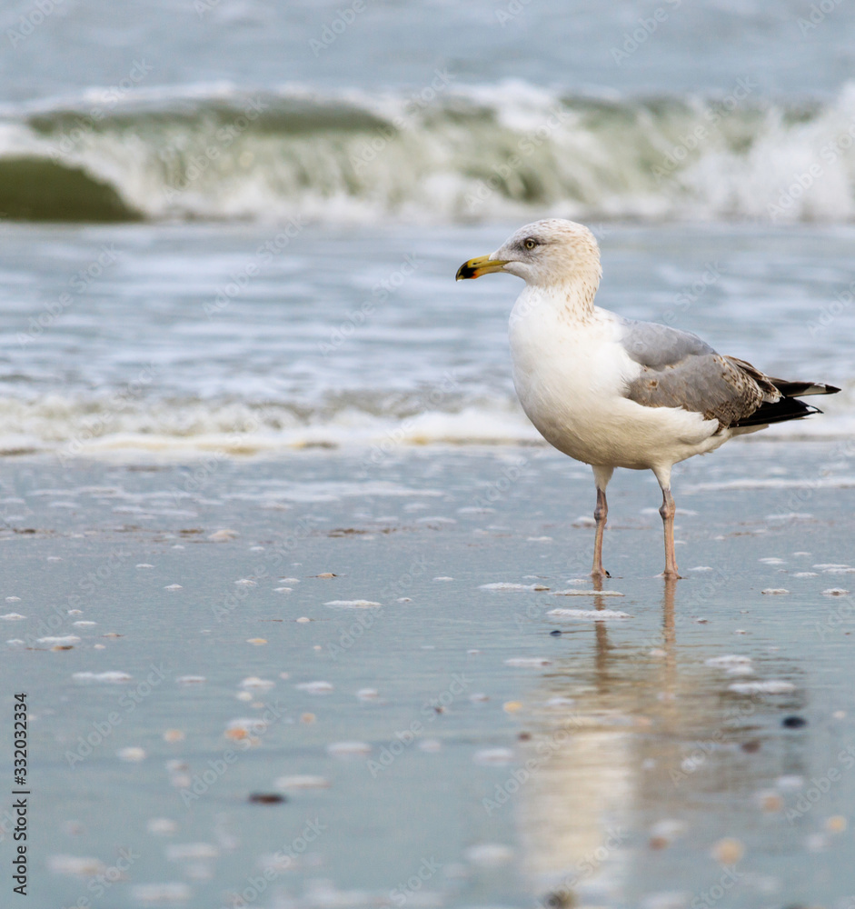 seagull on the beach South Holland seagull on the beach South Holland
