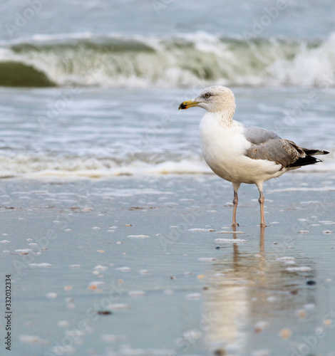 seagull on the beach South Holland
