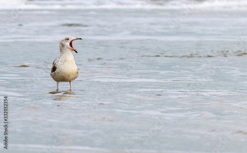 Seagull open mouth sea